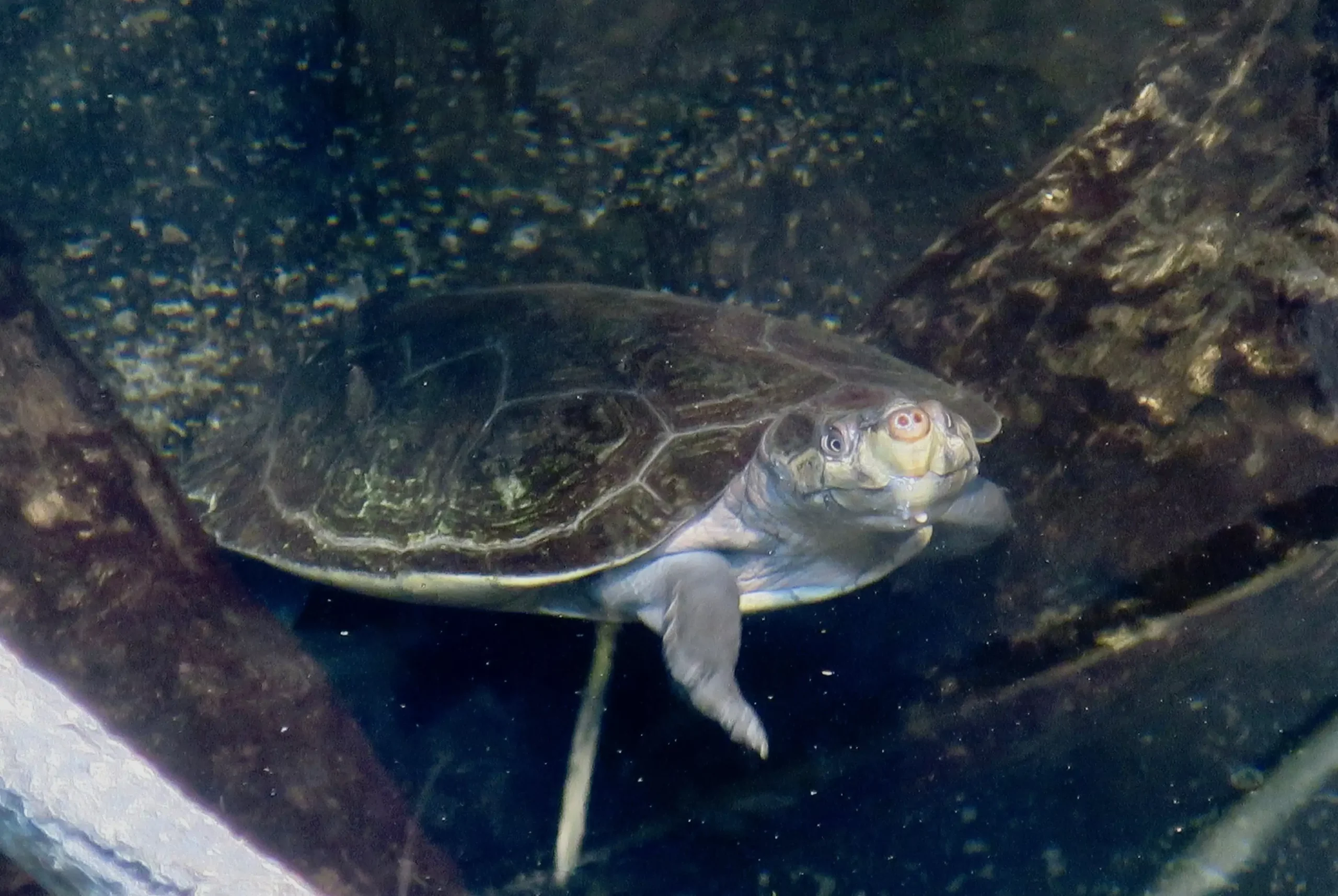 亚马逊大头侧颈龟 成体 水中