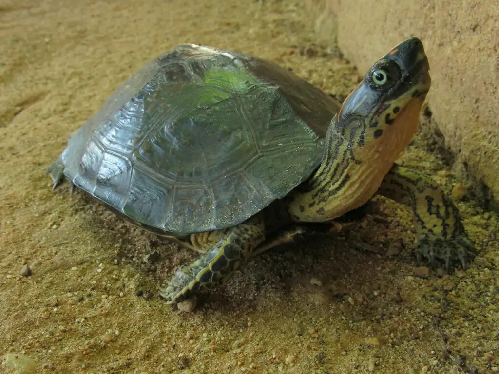 哥伦比亚木纹龟
